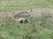 kori bustard - kori trappe - drop olbrzymi